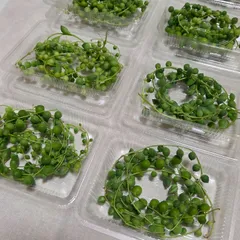 グリーンネックレスカット苗