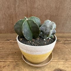 アストロフィツム　ランポウギョク　エコポット　現品　Astrophytum myriostigma 幸運ランポー ランポー玉 観葉植物 観葉 植物 多肉植物 多肉 カクタス サボテン おしゃれ かわいい インテリア プレゼント