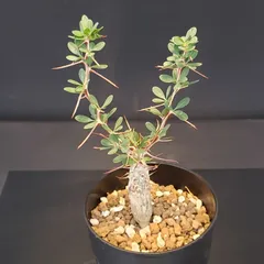 最終値　フォークイエリア　鉢付き‼️ 最終値 フォークイエリア 鉢付き‼️