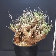 2025年最新】チレコドンの人気アイテム - メルカリ