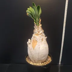 2025年最新】ブーファン ハエマンソイデスの人気アイテム - メルカリ