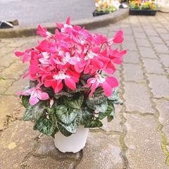 わか様専用ページです。 - メルカリ