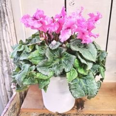 わか様専用ページです。 - メルカリ