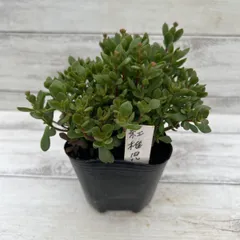 多肉植物　クラッスラ　紅稚児　ベニチゴ　3寸　1つ　多肉　セダム