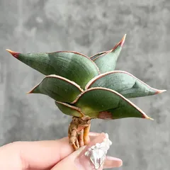 2026年最新】サンスベリア ロリダの人気アイテム - メルカリ