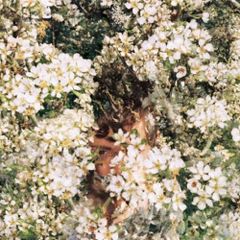 Item thumbnail for item 354d8f7a-9f36-43d4-979a-4ec45fcc2696