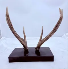 2026年最新】鹿の角 オブジェの人気アイテム - メルカリ