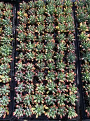 新入荷　乙女心×72苗 多肉植物　土根付き　エケベリア　セダム　韓国苗　寄せ植え　詰め合わせ XP2