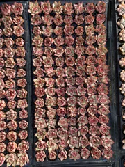 新入荷　ロータスランタン×72苗 多肉植物　土根付き　エケベリア　セダム　韓国苗　寄せ植え　詰め合わせ XP16