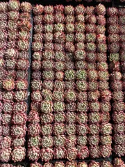 新入荷　ピンククリスタル×105苗 多肉植物　土根付き　エケベリア　セダム　韓国苗　寄せ植え　詰め合わせ XQS66