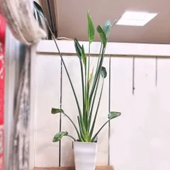 2026年最新】観葉植物 ストレリチア レギネの人気アイテム - メルカリ