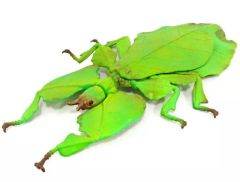 中古】邦楽DVD 福山芳樹 / LONG LONG LIVE -13年の軌跡- - メルカリ