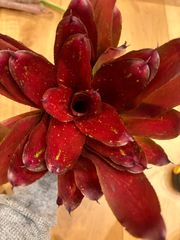 アガベ　アズールモントレー　実生株 H*O様 【実生】アガベ アズールモントレー 3株 強棘 ドライガーデン