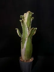 2025年最新】ホヘンベルギア カーラの人気アイテム - メルカリ