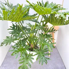 2026年最新】セローム幹上がりの人気アイテム - メルカリ