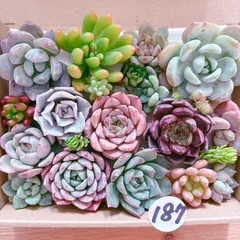187 多肉植物寄せ植えセット