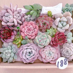 188 多肉植物寄せ植えセット