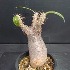 2025年最新】グラキリス ベアルートの人気アイテム - メルカリ