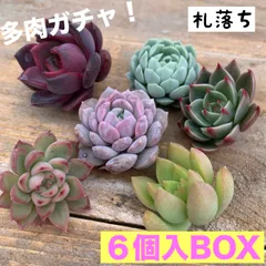 2025年最新】多肉弁当 セダムの人気アイテム - メルカリ