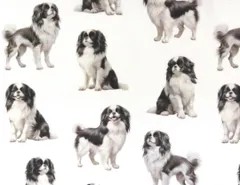 【ゆきちゃん限定】X2577 狆（チン）柄 白 コットン生地 1m