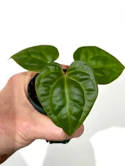 23 S&P アンスリウム　ワンダーボーイ　ハイブリッド　コレクション株放出 23 S&P アンスリウム ワンダーボーイ ハイブリッド コレクション株放出