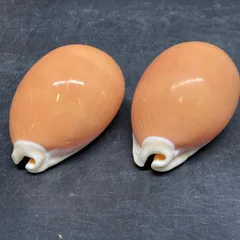 2026年最新】ナンヨウダカラの人気アイテム - メルカリ