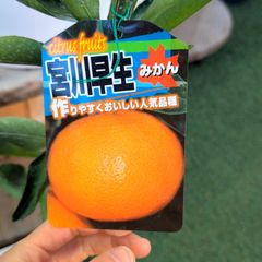 和歌山県産 【希少品種】紫小梅♥️3kg 数量限定タイムセール