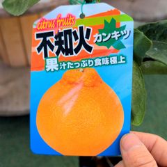 イチジク苗木 日本種 蓬莱柿 極太幹 無花果 糖度15〜16 - メルカリ