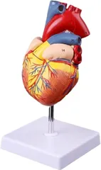 2026年最新】心臓模型の人気アイテム - メルカリ