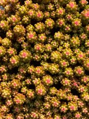 AAA 新入荷 朱子玉 LL1010×105苗 土付き 多肉植物 詰め合わせ