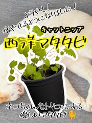 Item thumbnail for item 477abcad-ac0c-4f2b-b7eb-9342acb9ec7e