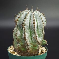 ユーフォルビアホリダ 白衣ゼブラ系 親株サイズ - メルカリ