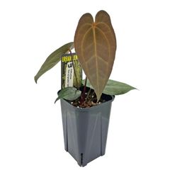 現品 アンスリウム ルクスリアンス 4号 アーバンジャングル Urban