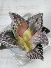 2025年最新】フォーカリアの人気アイテム - メルカリ