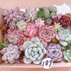 189 多肉植物寄せ植えセット