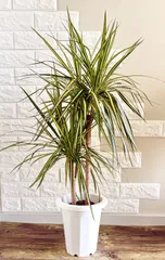 2026年最新】マジナータゴールドの人気アイテム - メルカリ