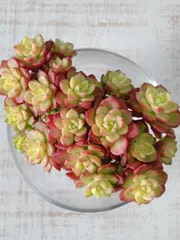 2026年最新】マジックジャムゴールドの人気アイテム - メルカリ