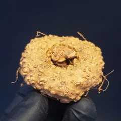 2026年最新】ドルステニア エレンベッキアナの人気アイテム - メルカリ