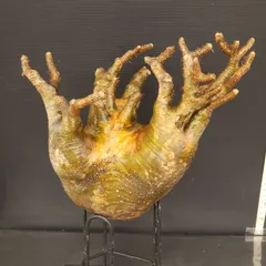 2025年最新】グラキリス 現地球の人気アイテム - メルカリ