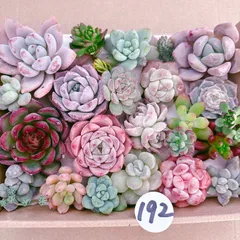 192 多肉植物寄せ植えセット