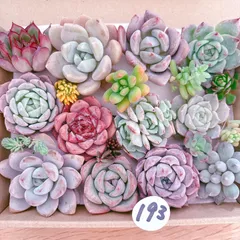 193 多肉植物寄せ植えセット