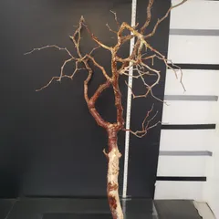 2025年最新】コミフォラ モンストローサの人気アイテム - メルカリ