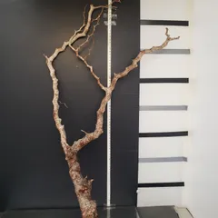 2025年最新】モンストローサの人気アイテム - メルカリ