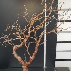 h*7様 【最終価格】コミフォラ モンストローサ 現地球　検）グラキリス　パキプ 安価出品】コミフォラ モンストローサ 現地球 検）グラキリス パキプス