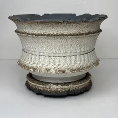 2025年最新】パキプス 鉢の人気アイテム - メルカリ