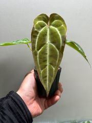 【aroidplus】再リリース★Anthurium "magnificum × crystallinum" (Hybrid F1苗)★ 東京産実生株★室内育成