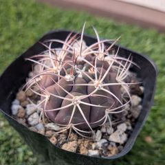 タ*ボ様 マミラリア☘️エルサム ・希少です✨✨(メルカリ便^^) タ*ボ様 マミラリア☘️エルサム ・希少です✨✨(メルカリ便^^)