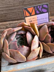充実苗❣️☆多肉植物 フローレンス錦 エケベリア 韓国苗☆ - メルカリ