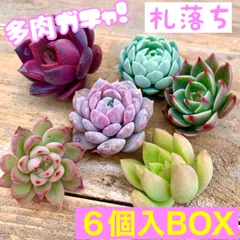 2025年最新】カット苗 多肉の人気アイテム - メルカリ