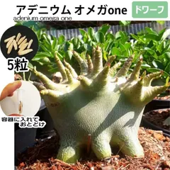 2026年最新】アデニウム ドワーフの人気アイテム - メルカリ